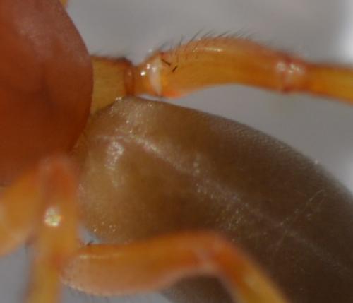 Réf. 207 583 : Dysdera crocata